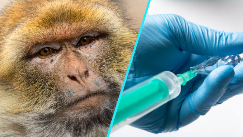 Expertii de la Universitatea Oxford au testat cu succes, pe maimute, un vaccin experimental impotriva Covid-19