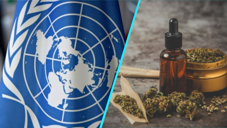 ONU a recunoscut proprietatile medicinale ale canabisului si a decis retragerea de pe lista stupefiantelor periculoase