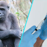 Variola maimutei | Autoritatile sanitare din Marea Britanie pun la dispozitie un vaccin