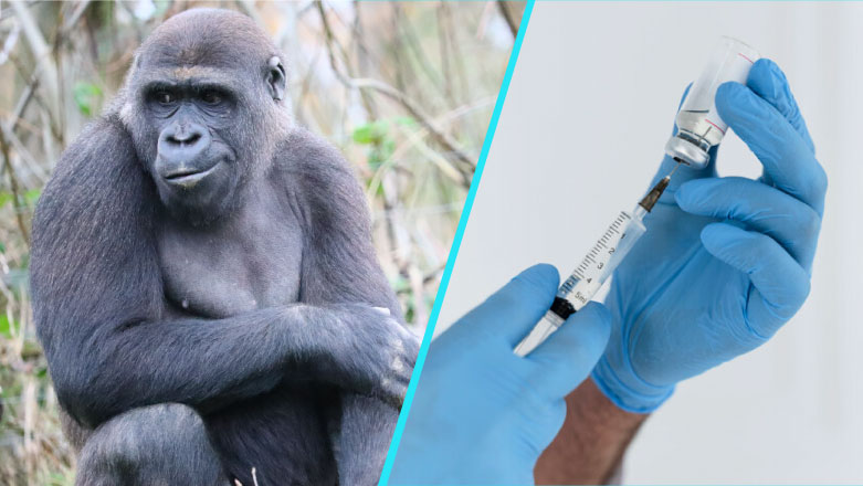 Variola maimutei | Autoritatile sanitare din Marea Britanie pun la dispozitie un vaccin