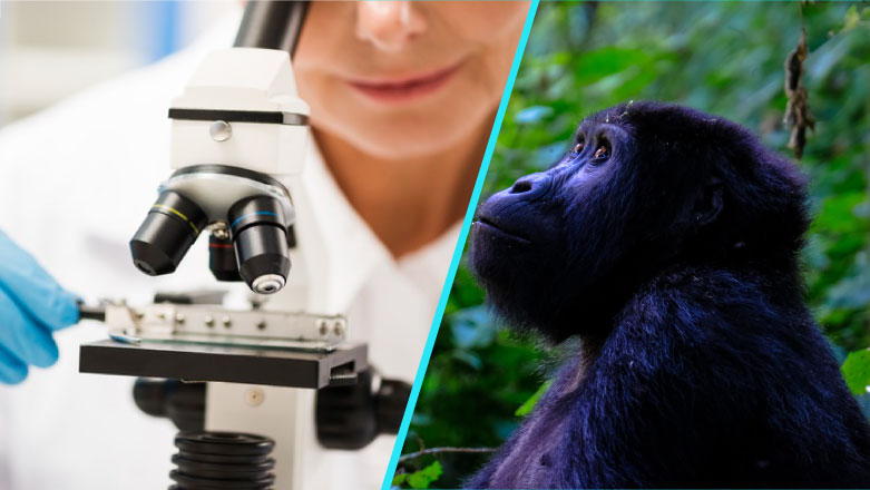Tot mai multe tari raporteaza cazuri de variola maimutei | Care sunt simptomele