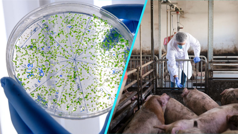 Studiu: O tulpina de MRSA aparuta la porci, rezistenta la antibiotice, poate infecta oamenii