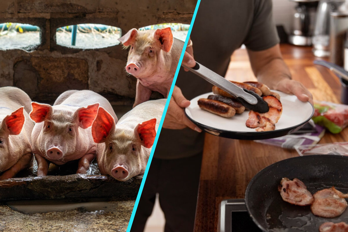 Trichineloza: o boala prevenibila, dar cu efecte dramatice daca nu este tratata