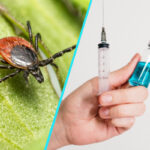 Agentia Europeana a Medicamentului evalueaza primul vaccin experimental impotriva bolii Lyme