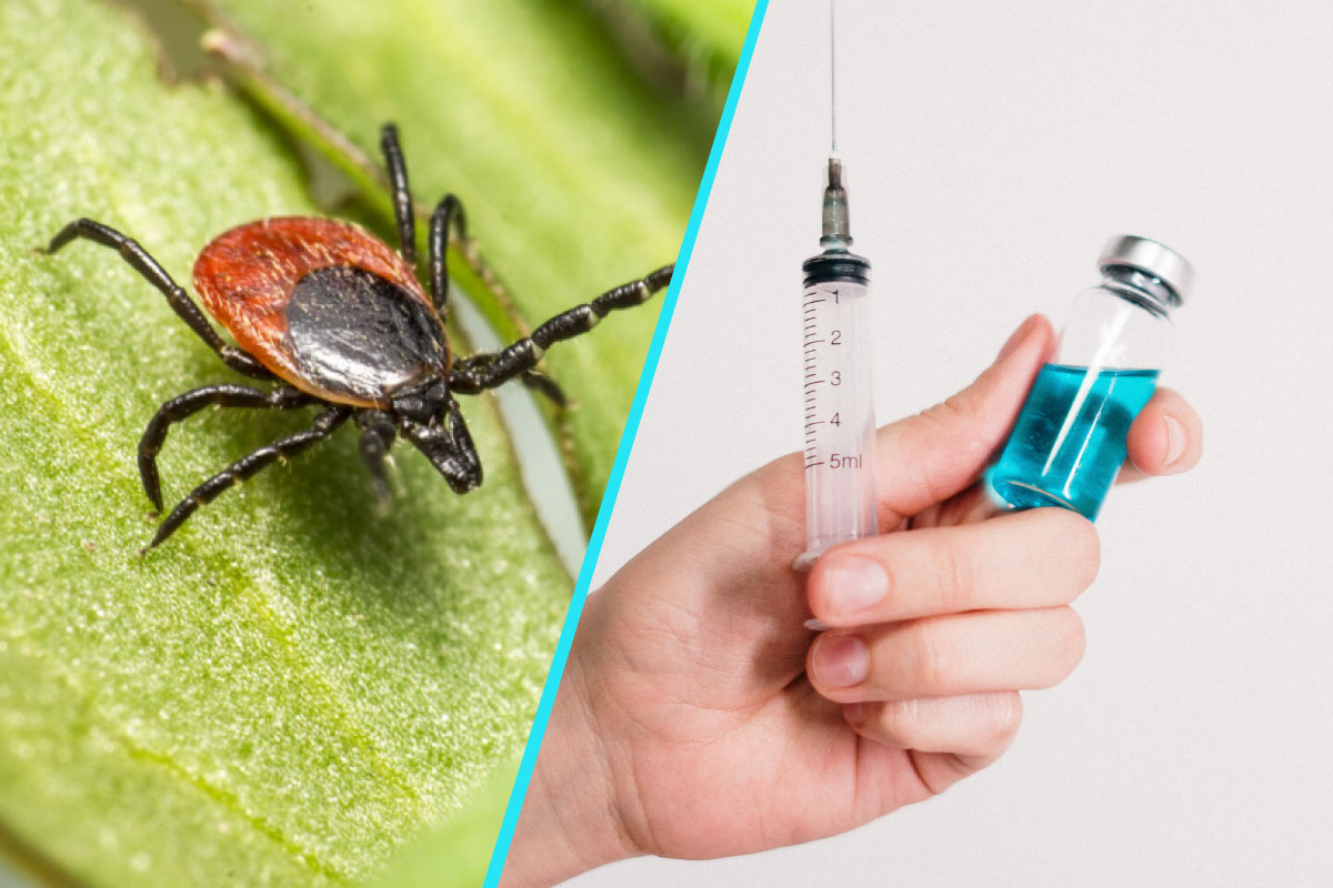 Agentia Europeana a Medicamentului evalueaza primul vaccin experimental impotriva bolii Lyme